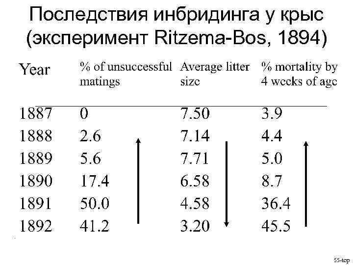 Последствия инбридинга у крыс (эксперимент Ritzema-Bos, 1894) 55 -top 