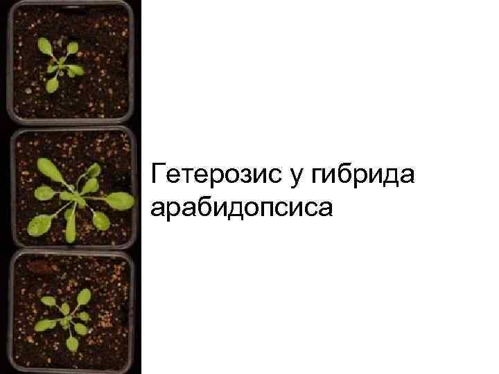 Гетерозис у гибрида арабидопсиса 