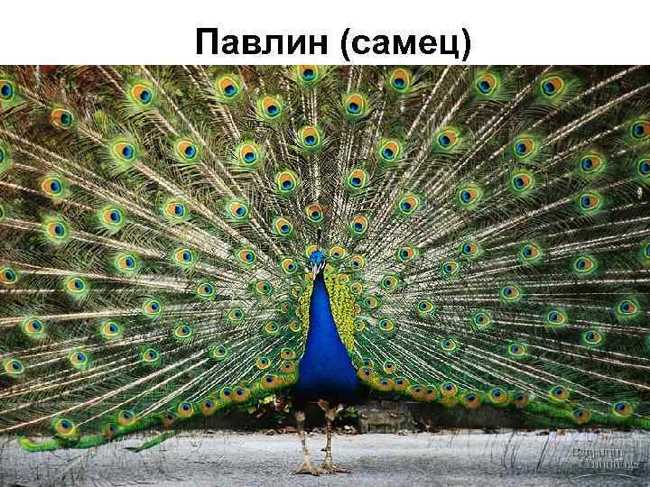 Павлин (самец) 