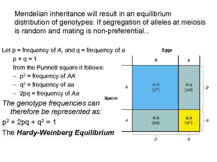Mendelian inheritance will result in an equilibrium distribution of genotypes: If segregation of alleles