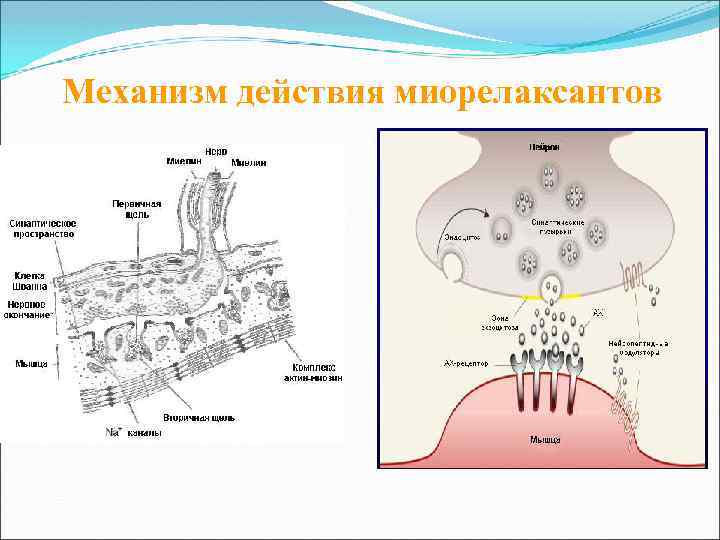 Механизм действия миорелаксантов 