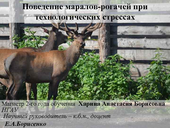 Поведение маралов-рогачей при технологических стрессах Магистр 2 -го года обучения Харина Анастасия Борисовна НГАУ