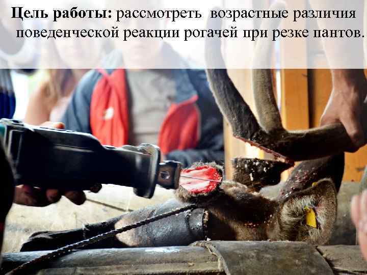 Цель работы: рассмотреть возрастные различия поведенческой реакции рогачей при резке пантов. 