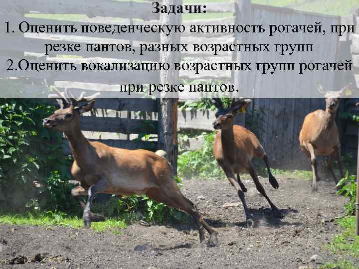 Задачи: 1. Оценить поведенческую активность рогачей, при резке пантов, разных возрастных групп 2. Оценить