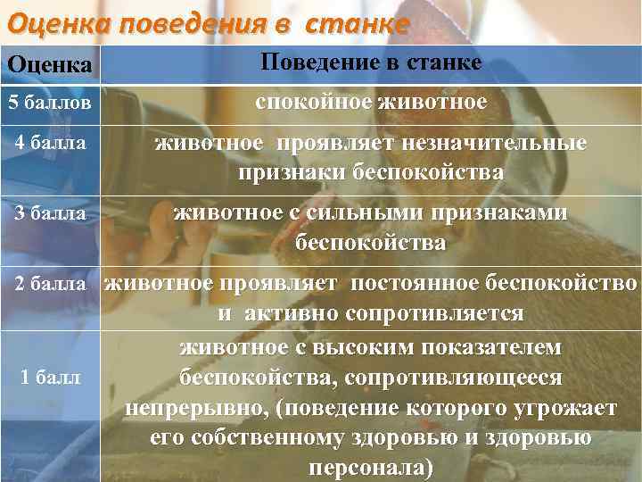 Оценка поведения в станке Оценка Поведение в станке 5 баллов спокойное животное 4 балла