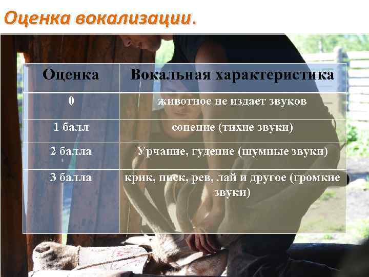 Оценка вокализации. Оценка Вокальная характеристика 0 животное не издает звуков 1 балл сопение (тихие