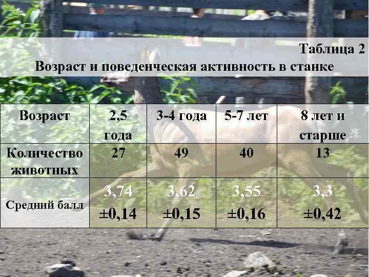 Таблица 2 Возраст и поведенческая активность в станке Возраст Количество животных Средний балл 2,