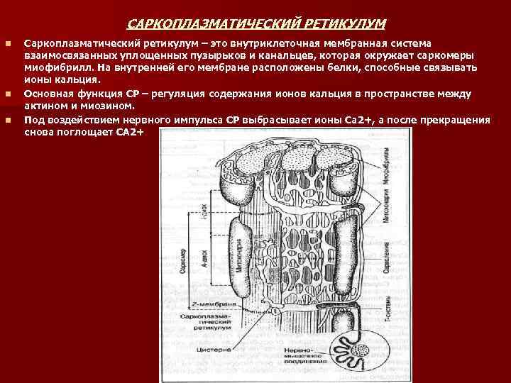 Гладкий саркоплазматический ретикулум исчерченных мышц обеспечивает