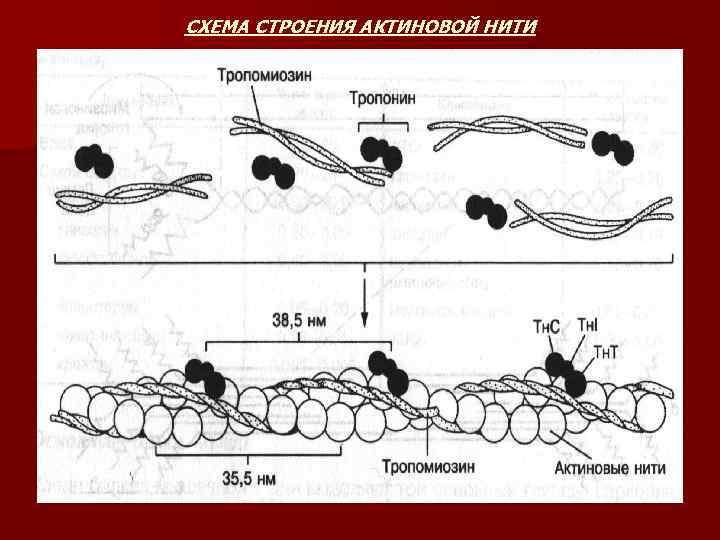 Биохимия мышечного сокращения схема