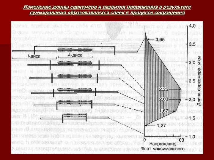 Изменение длины саркомера и развития напряжения в результате суммирования образовавшихся спаек в процессе сокращения