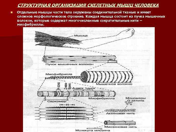 Презентация биохимия мышечного сокращения