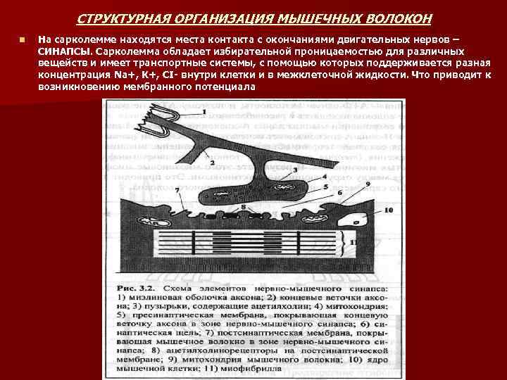 СТРУКТУРНАЯ ОРГАНИЗАЦИЯ МЫШЕЧНЫХ ВОЛОКОН n На сарколемме находятся места контакта с окончаниями двигательных нервов