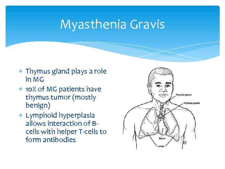 Myasthenia Gravis Thymus gland plays a role in MG 10% of MG patients have