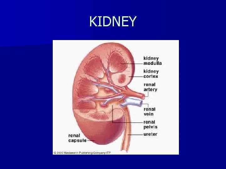 KIDNEY 