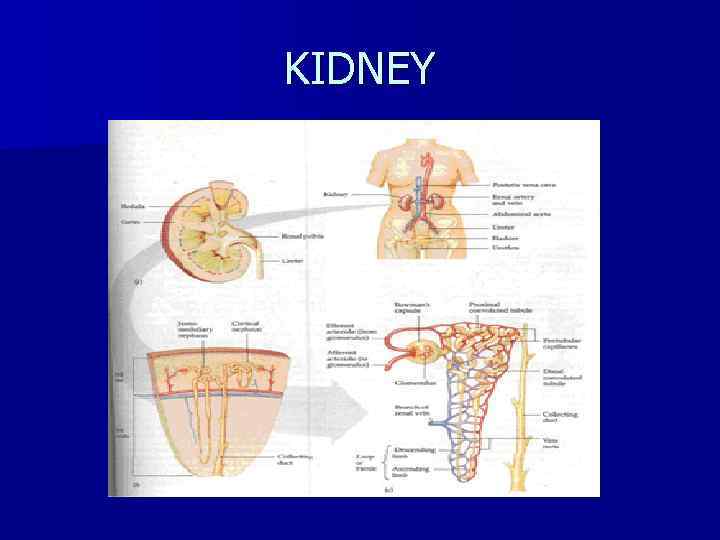 KIDNEY 