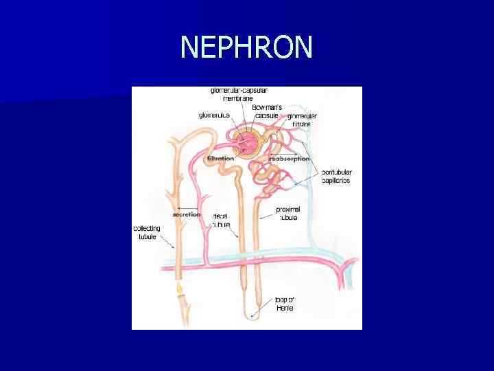 NEPHRON 