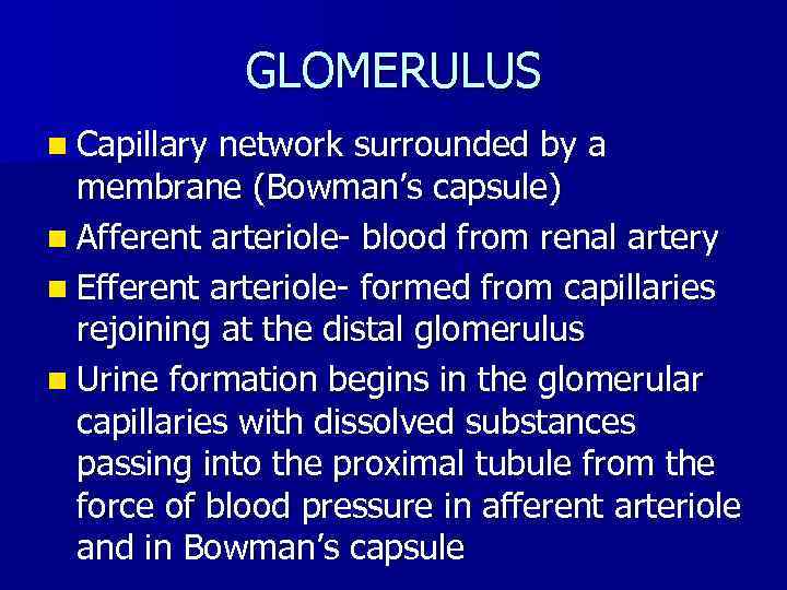 GLOMERULUS n Capillary network surrounded by a membrane (Bowman’s capsule) n Afferent arteriole- blood