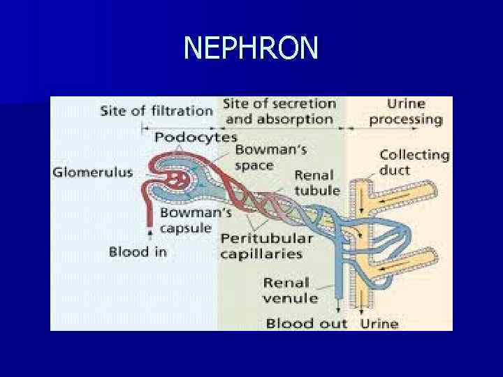 NEPHRON 