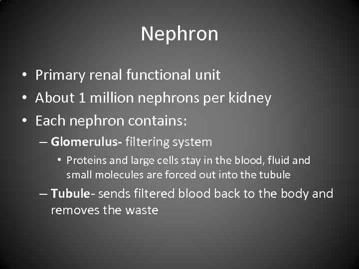 Nephron • Primary renal functional unit • About 1 million nephrons per kidney •