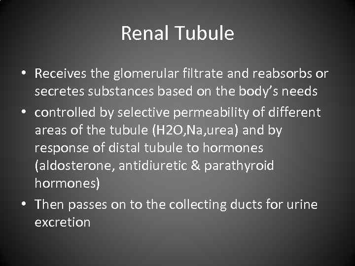 Renal Tubule • Receives the glomerular filtrate and reabsorbs or secretes substances based on