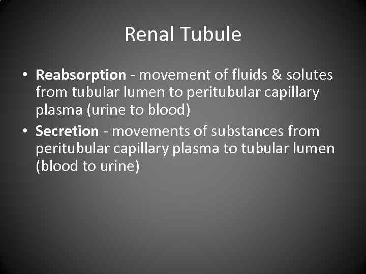 Renal Tubule • Reabsorption - movement of fluids & solutes from tubular lumen to