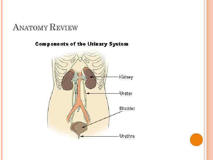 Urinary Tract Infections Interstitial Cystitis Pyelonephritis Nephrolithiasis March