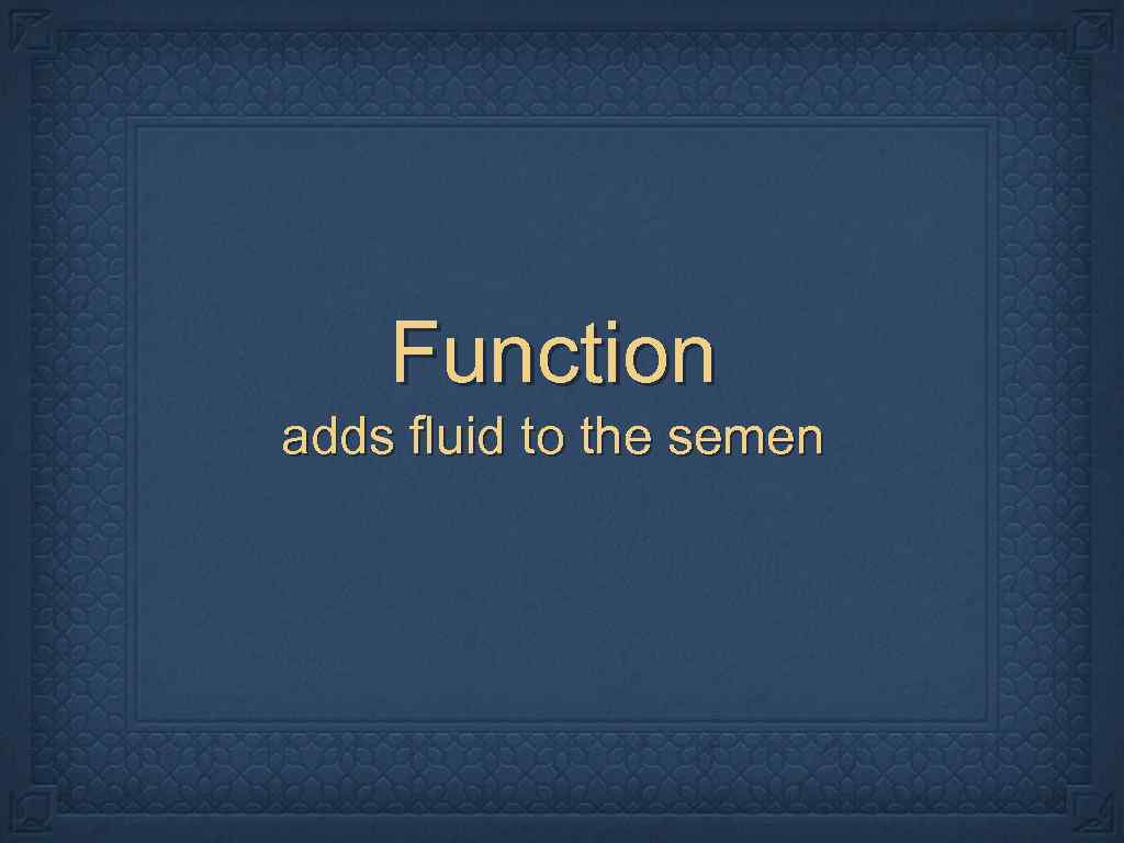 Function adds fluid to the semen 