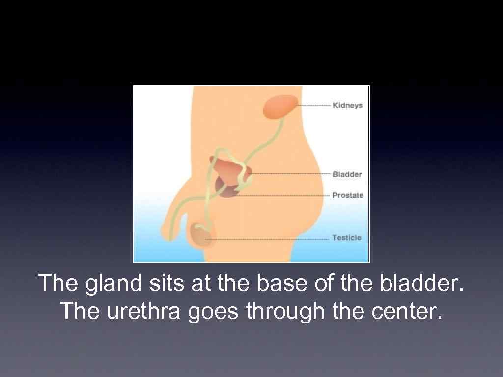 The gland sits at the base of the bladder. The urethra goes through the