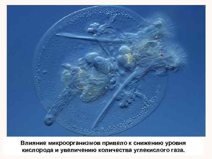 Влияние микроорганизмов привело к снижению уровня кислорода и увеличению количества углекислого газа. 
