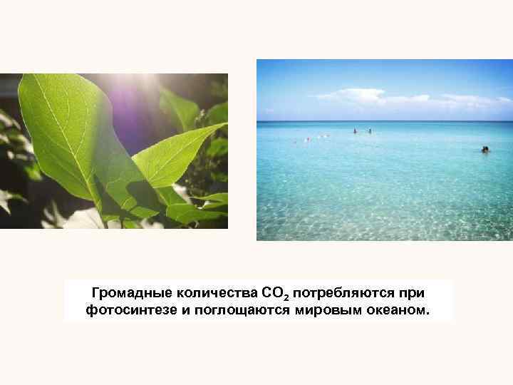 Громадные количества СО 2 потребляются при фотосинтезе и поглощаются мировым океаном. 