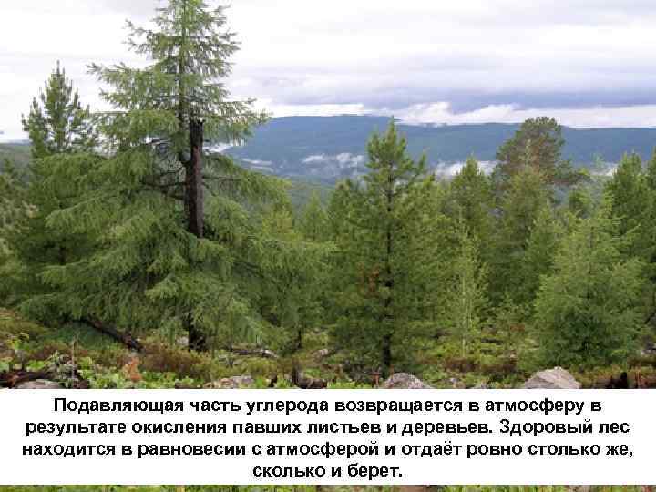 Подавляющая часть углерода возвращается в атмосферу в результате окисления павших листьев и деревьев. Здоровый