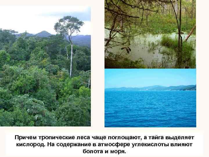 Причем тропические леса чаще поглощают, а тайга выделяет кислород. На содержание в атмосфере углекислоты