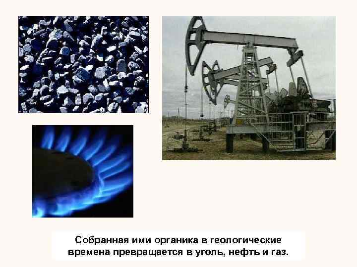 Собранная ими органика в геологические времена превращается в уголь, нефть и газ. 