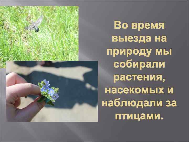 Во время выезда на природу мы собирали растения, насекомых и наблюдали за птицами. 