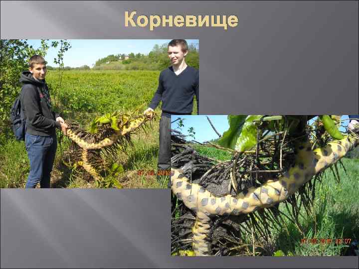 Корневище 