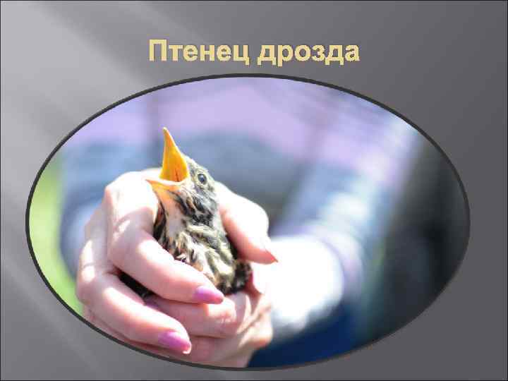 Птенец дрозда 