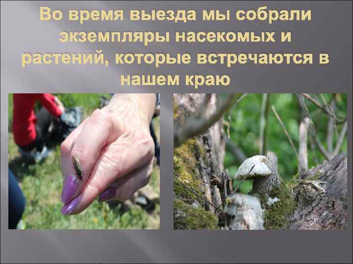 Во время выезда мы собрали экземпляры насекомых и растений, которые встречаются в нашем краю