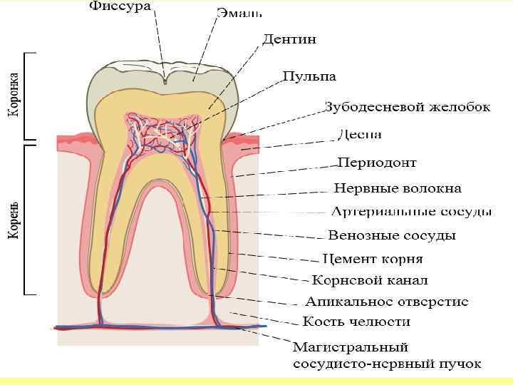 СОЭ • М – 1 -10 мм/ч • Ж – 2 – 15 мм/ч