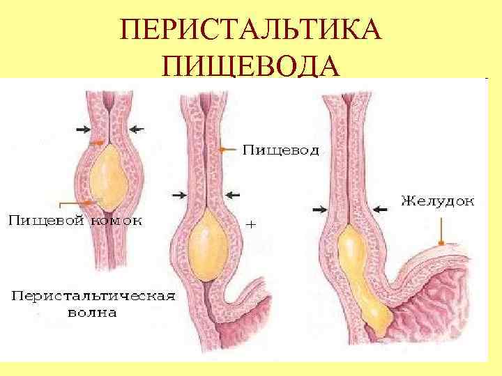 ПЕРИСТАЛЬТИКА ПИЩЕВОДА 