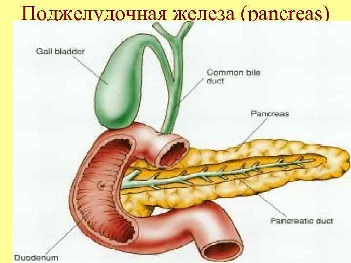Поджелудочная железа (pancreas) 