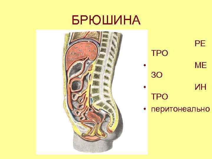 БРЮШИНА • РЕ ТРО • МЕ ЗО • ИН ТРО • перитонеально 