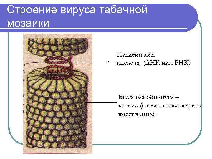 Строение вируса табачной мозаики Нуклеиновая кислота (ДНК или РНК) Белковая оболочка – капсид (от
