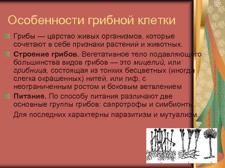 Особенности грибной клетки Грибы — царство живых организмов, которые сочетают в себе признаки растений