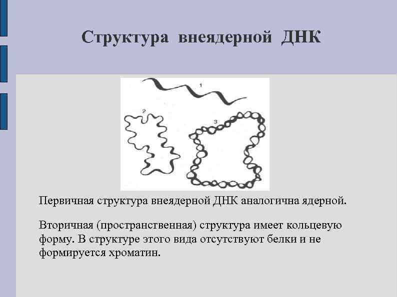 Структура внеядерной ДНК Первичная структура внеядерной ДНК аналогична ядерной. Вторичная (пространственная) структура имеет кольцевую