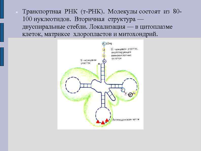  Транспортная РНК (т-РНК). Молекулы состоят из 80100 нуклеотидов. Вторичная структура — двуспиральные стебли.