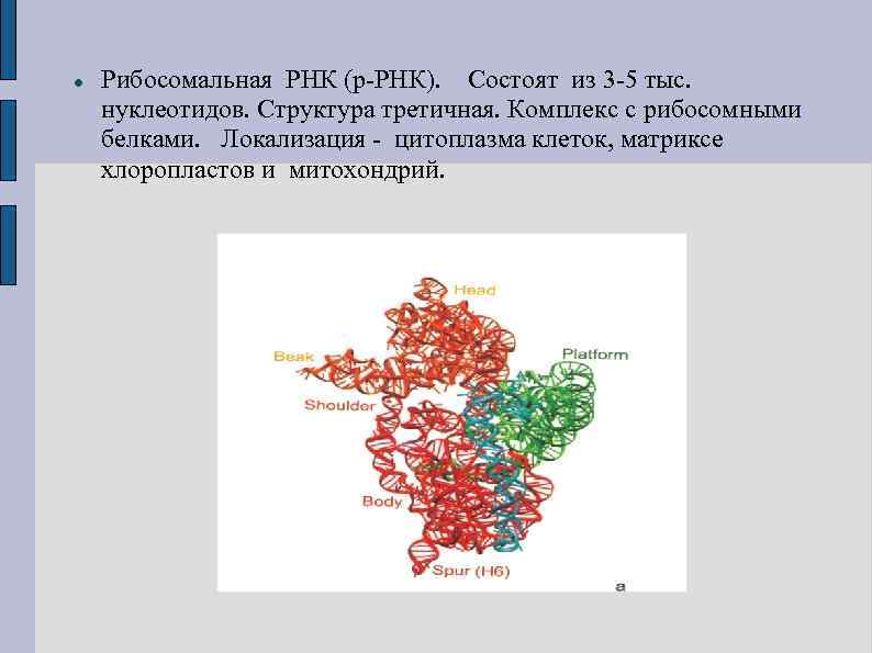  Рибосомальная РНК (р-РНК). Состоят из 3 -5 тыс. нуклеотидов. Структура третичная. Комплекс с