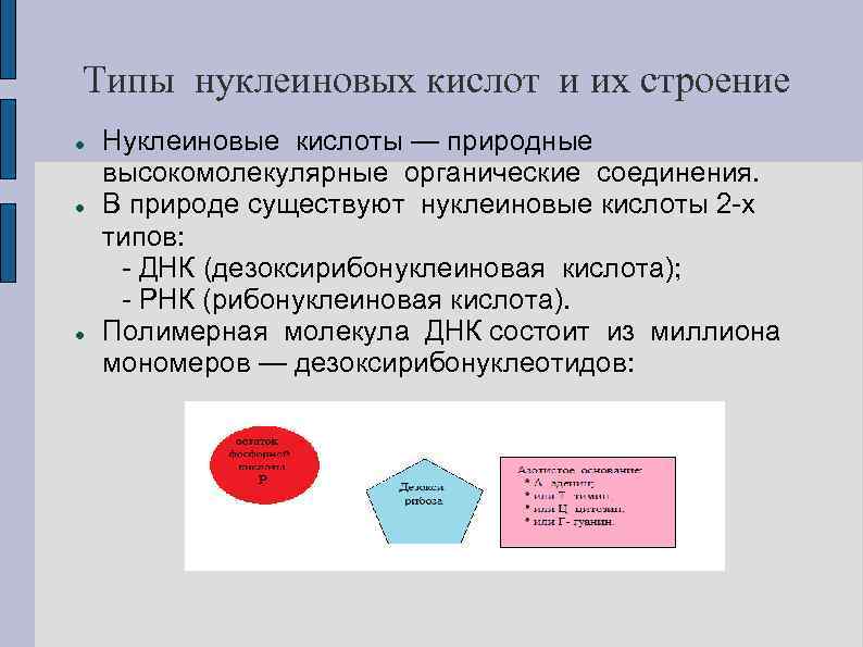 Типы нуклеиновых кислот и их строение Нуклеиновые кислоты — природные высокомолекулярные органические соединения. В