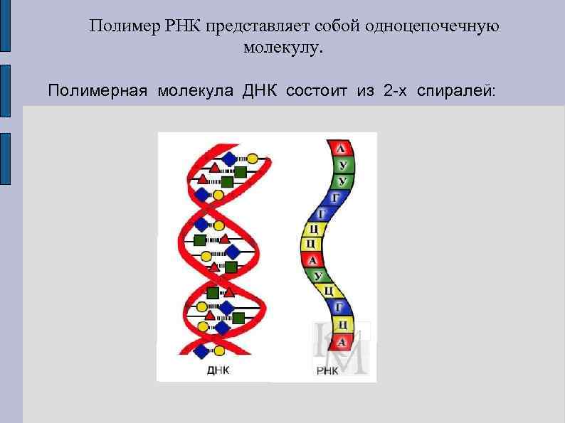 Полимер РНК представляет собой одноцепочечную молекулу. Полимерная молекула ДНК состоит из 2 -х спиралей: