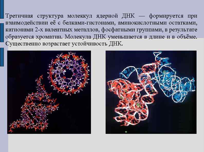 Третичная структура молеккул ядерной ДНК — формируется при взаимодействии её с белками-гистонами, аминокислотными остатками,