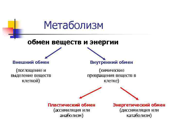 Метаболизм обмен веществ и энергии Внешний обмен Внутренний обмен (поглощение и выделение веществ клеткой)